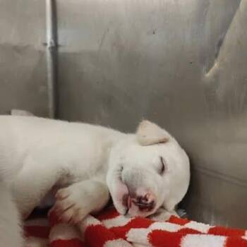 Icy -  Pit Bull Terrier and Mixed Breed Dog for Adoption in Dover, Arkansas - Icy | PetCurious