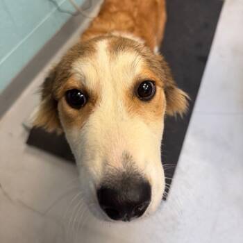 Samira -  Australian Shepherd and Mixed Breed Dog for Adoption in Charlottesville, Virginia - Samira | PetCurious
