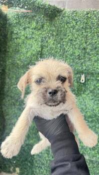 61129275 -  Pug and Terrier Dog for Adoption in El Paso, Texas - 61129275 | PetCurious