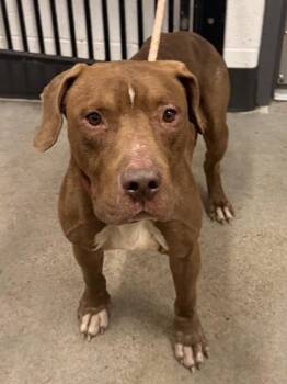 Fully -  Pit Bull Terrier Dog for Adoption in Cleveland, Ohio - Fully | PetCurious