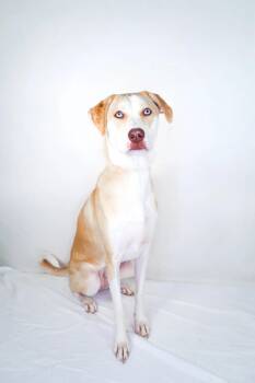 Annie -  Great Pyrenees and Pit Bull Terrier Dog for Adoption in Bixby, Oklahoma - Annie | PetCurious