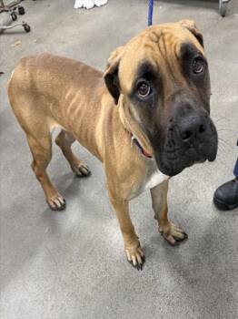 Boerboel Dogs Available for Adoption - ARMANI | PetCurious