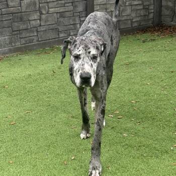 Great Dane Dogs Available for Adoption in Loxahatchee Groves, Florida - Onyx 1938 | PetCurious