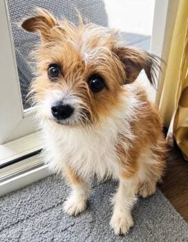 Tuli - Will you foster me -  Yorkshire Terrier and Jack Russell Terrier Dog for Adoption in San Marcos, California - Tuli - Will You Foster Me | PetCurious