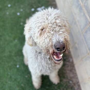 Standard Poodle and Mixed Breed Dogs Available for Adoption - Conner | PetCurious