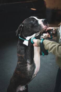 Benny -  Pit Bull Terrier Dog for Adoption in Frankfort, New York - Benny | PetCurious