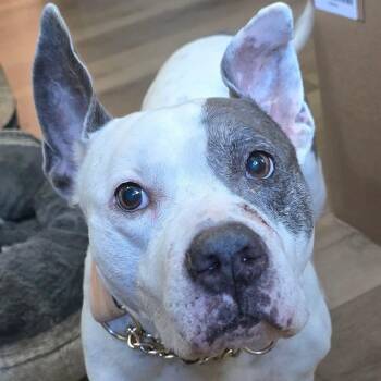Rescue Pit Bull Terrier Dogs for Adoption in Fredericksburg, Virginia - Mina | PetCurious