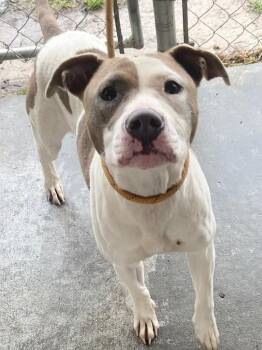Pit Bull Terrier Dogs Available for Adoption - Amelia | PetCurious
