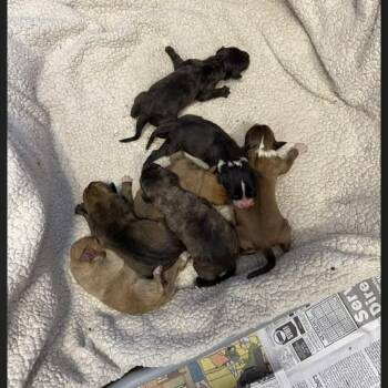 Yellow Labrador Retriever Dogs Available for Adoption - Calliope / Iris | PetCurious