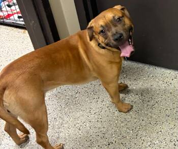 Bruno -  Bullmastiff and Mixed Breed Dog for Adoption in Saint Clairsville, Ohio - Bruno | PetCurious