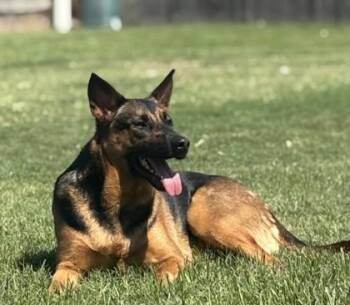 German Shepherd Dog and Mixed Breed Dogs Available for Adoption in West Memphis, Arkansas - Roxanne | PetCurious