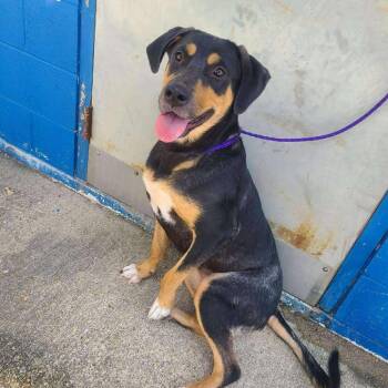 Rescue Mixed Breed Dogs for Adoption in Boone, Iowa - Sheba | PetCurious