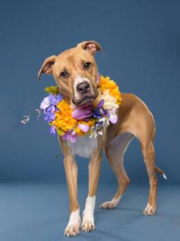 Mixed Breed Dogs Available for Adoption in Atlanta, Georgia - Jolene | PetCurious