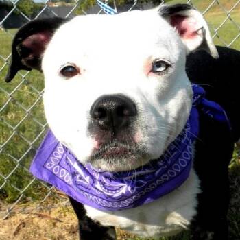 Rescue Mixed Breed Dogs for Adoption in Jeffersonville, Indiana - Shadow | PetCurious