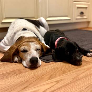 Sadie Cane -  Coonhound and Beagle Dog for Adoption in Fort Lauderdale, Florida - Sadie Cane | PetCurious