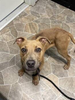 KOTA -  American Staffordshire Terrier Dog for Adoption in Chester, South Carolina - KOTA | PetCurious