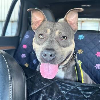 Thistle -  Mixed Breed Dog for Adoption in Savannah, Georgia - Thistle | PetCurious