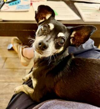 Tia -  Chihuahua Dog for Adoption in Austin, Texas - Tia | PetCurious