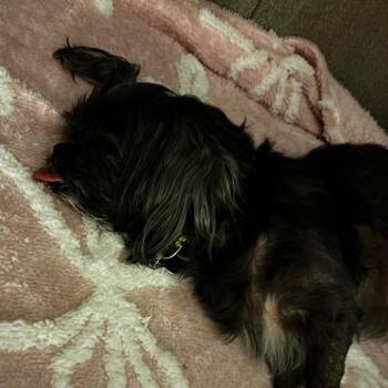 Coco -  Shih Tzu Dog for Adoption in Gulfport, Mississippi - Coco | PetCurious