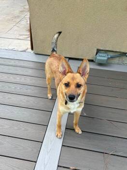 Tookie -  Carolina Dog and Shiba Inu Dog for Adoption in West Warwick, Rhode Island - Tookie | PetCurious