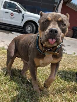 KAT -  American Staffordshire Terrier Dog for Adoption in San Antonio, Texas - KAT | PetCurious