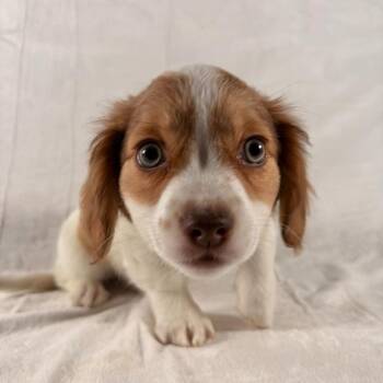 Mixed Breed Dogs Available for Adoption - Carlo | PetCurious