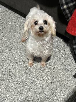 Friendly Sharla. 6.8 lbs. -  Maltese Dog for Adoption in Antwerp, Ohio - Friendly Sharla. 6.8 Lbs. | PetCurious