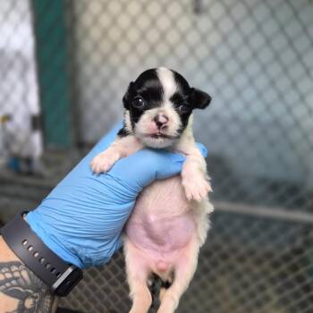 Teapot -  Chihuahua Dog for Adoption in Wahiawa, Hawaii - Teapot | PetCurious
