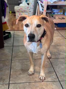 Dreamy -  Labrador Retriever and Pit Bull Terrier Dog for Adoption in Salt Lake City, Utah - Dreamy | PetCurious