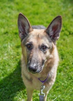 German Shepherd Dog Dogs Available for Adoption in Vancouver, Washington - Zeus | PetCurious
