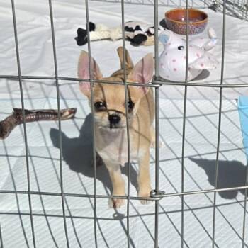 Rosie -  Chihuahua and Mixed Breed Dog for Adoption in Bend, Oregon - Rosie | PetCurious