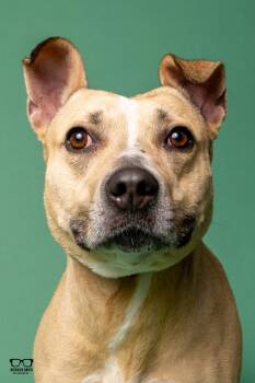 Cici -  Mountain Cur Dog for Adoption in Hoffman Estates, Illinois - Cici | PetCurious