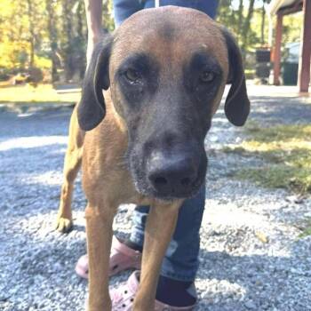Rescue Hound and Shepherd Dogs for Adoption in Washington, District Of Columbia - Ledger | PetCurious