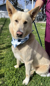 Rescue Husky and Labrador Retriever Dogs for Adoption in Stockton, California - Golden Eagle | PetCurious