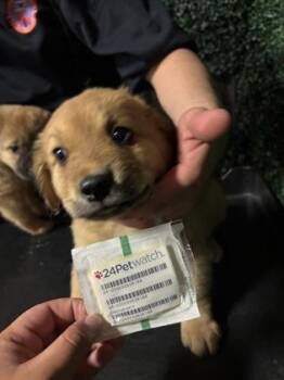 61572151 -  Shepherd and Mixed Breed Dog for Adoption in El Paso, Texas - 61572151 | PetCurious
