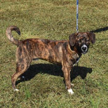 Mixed Breed Dogs Available for Adoption - Scout | PetCurious