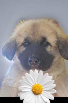 Moose -  Great Pyrenees Dog Available for Adoption - Moose | PetCurious
