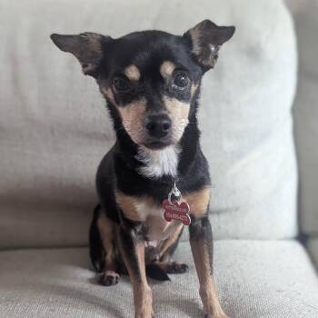 Miniature Pinscher Dogs Available for Adoption in Newport Beach, California - Reggie | PetCurious
