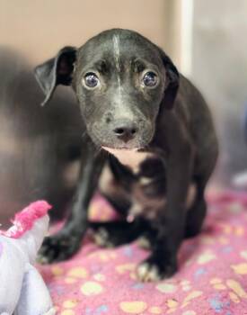 Labrador Retriever and Mixed Breed Dogs Available for Adoption in Houston, Texas - DYNAMO | PetCurious