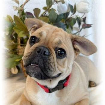 Pug and French Bulldog Dogs Available for Adoption in Tulsa, Oklahoma - Epic | PetCurious