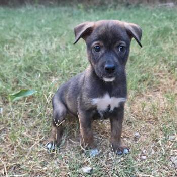 Briar AL -  Husky and Mixed Breed Dog for Adoption in Austin, Texas - Briar AL | PetCurious
