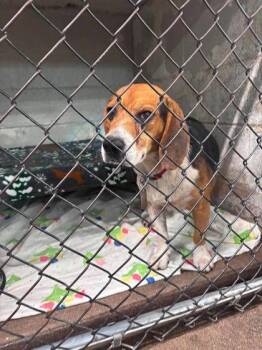 Kobe -  Beagle and Mixed Breed Dog for Adoption in Hobart, Indiana - Kobe | PetCurious