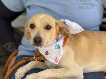 Wicket -  Dachshund and Beagle Dog for Adoption in Meherrin, Virginia - Wicket | PetCurious