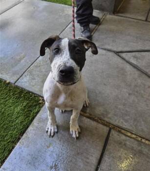 FRECKLES -  Pit Bull Terrier and Mixed Breed Dog for Adoption in San Jose, California - FRECKLES | PetCurious