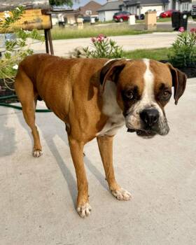 Boxer Dogs Available for Adoption in Monticello, New York - Tucker | PetCurious