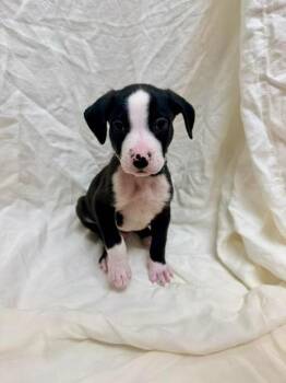 Aramis -  American Bulldog and Mixed Breed Dog for Adoption in Madison, Georgia - Aramis | PetCurious