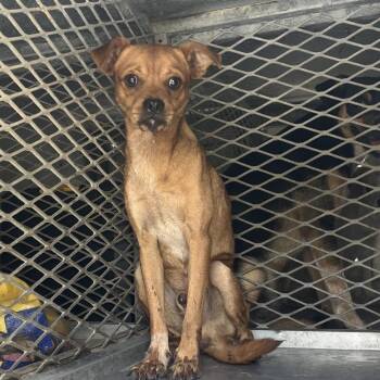 Beavis -  Terrier Dog for Adoption in Edinburg, Texas - Beavis | PetCurious