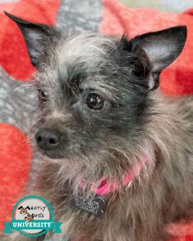 Justine -  Terrier and Chihuahua Dog for Adoption in Kennesaw, Georgia - Justine | PetCurious