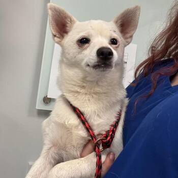 Baggins -  Chihuahua Dog for Adoption in Greenville, South Carolina - Baggins | PetCurious