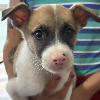 Archie -  Jack Russell Terrier and Mixed Breed Dog for Adoption in San Antonio, Texas - Archie | PetCurious
